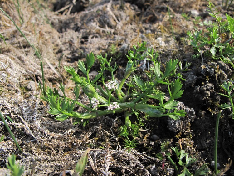 Helosciadium crassipes